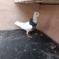 طوقی|پرنده|مسجد سلیمان, |دیوار