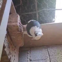 کبوتر پرشی.نرتضمینی|پرنده|ایلام, |دیوار