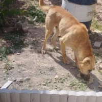 سگ  نگهبان