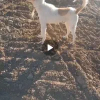 ب علت نبود جا|سگ|بزینه رود, |دیوار