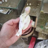 عروس هلندی کوتوله مرغ عشق