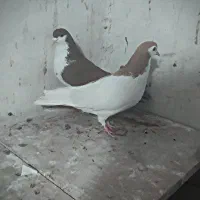 کفتر پرشی|پرنده|چناران, |دیوار