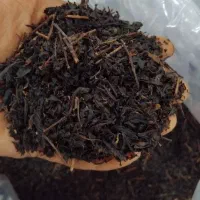 چایی پاییزه هرس شده