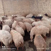 گوسفند جوان