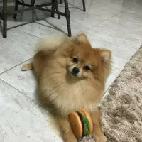 واگذاری پامر