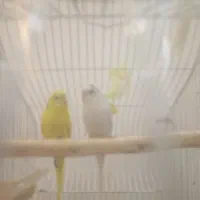 یک جفت مرغ عشق زیبا و سرحال و با قفس 550