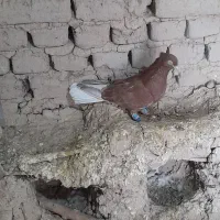 دم سفید نر کاکلی بدون پر دم غلط