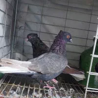 کبوتر یا کفتر نر ماده دم سفید شمعک. تخت.