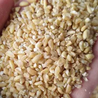 بلغور مخصوص حلیم