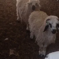 بره نر|حیوانات مزرعه|سرداران, |دیوار