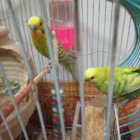 مرغ عشق|پرنده|مود, |دیوار