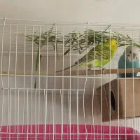 یک جفت مرغ عشق|پرنده|بجنورد, |دیوار