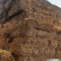 بسته بندی کلش گندم