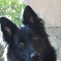 سگ ژرمن شپرد/توله سگ/ سگ ماده نر/پت خانگی|سگ|شیراز, ارم|دیوار