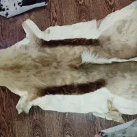 پوست گاو|فرش|تهران, سلسبیل جنوبی|دیوار