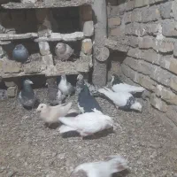 کبوتر کفتر|پرنده|دشتابی, |دیوار