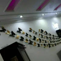 پروانه های تزیینی|صنایع دستی و سایر لوازم تزئینی|اهواز, شریعتی جنوبی|دیوار