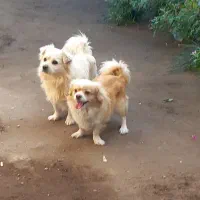 سگ سفید نر و سگ قهوه ای ماده