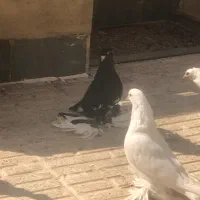 اهر قرسی و پراخ