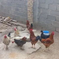 مرغ و خروس جوان|حیوانات مزرعه|زرین دشت (همدان), |دیوار