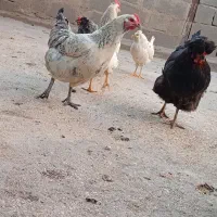 مرغ تخم گذار