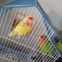 ‌طوطی‌ برزیلی