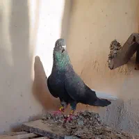 سیاه دم سفید