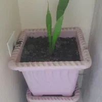 قلمه گل پیتوس وسانسوریا وذرنی خیلی بزرگ باگلداگق