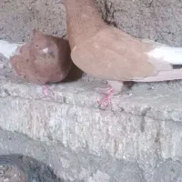 کفتر