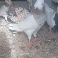 انواع کبوتر  طوقی