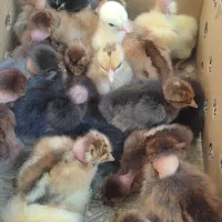 جوجه گردن لختی