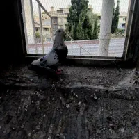 کبوتر|پرنده|تهران, اختیاریه|دیوار