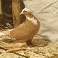 ساری عرب للهلی مایا