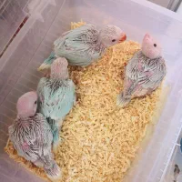 جوجه   گرینچیک ملنگو  و جفت گرین