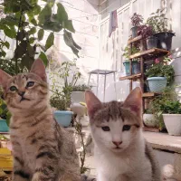 گربه dsh|گربه|شهریار, اسکمان|دیوار