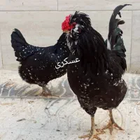 نیمچه مرغ و خروس گلین