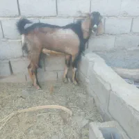 دو عدد نری یک کیسه|حیوانات مزرعه|ریگان, |دیوار