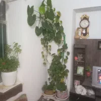 چند عدد گل فروش فوری ب علت جابجای|گل و گیاه طبیعی|ملایر, |دیوار