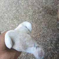 جوجه طوقی چاپ هفت رنگ