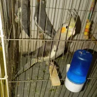 عروس هلندی|پرنده|مینودشت, |دیوار