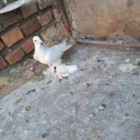 کبوتر فروشی