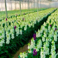 فروش-گلخانه-نوساز-مجهز-و-بسیار-تمیز-و-مهندسی