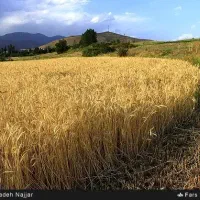 گندم مقدار ۲/۵ تن