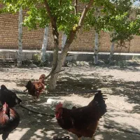 مرغ و خروس
