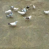 کبوتر پرشی