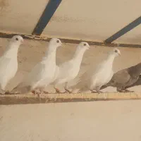 کبوتر پتی والا(جوجه)