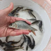 بچه ماهی کپور امور قزل