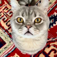 واگذاری گربه