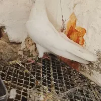 4عدد کفتر فروشی|پرنده|سراوان, |دیوار