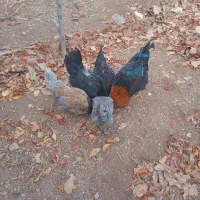 مرغ خروس|حیوانات مزرعه|قزوین, |دیوار